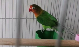 鹦鹉叫声视频,鹦鹉鸣叫声中的自然旋律