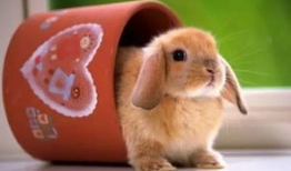 吃瓜巴兔爆料准吗,揭秘事件真相，准确度如何？