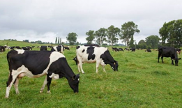 奶牛视频,温馨牧场里的欢乐时光